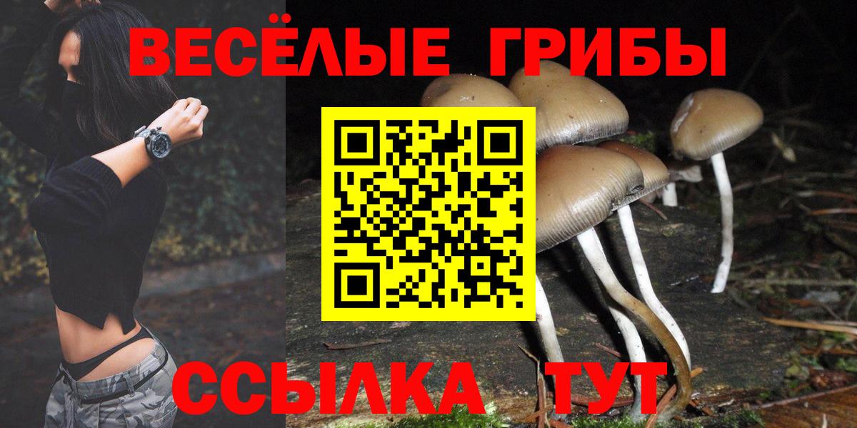 Псилоцибиновые грибы Psilocybine cubensis Курган